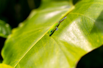 Gecko sitting on a plant leaf, Hawaii