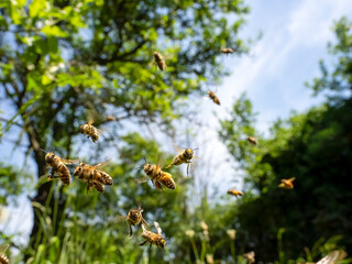 Honigbienen