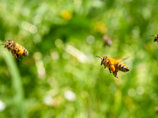 Honigbienen