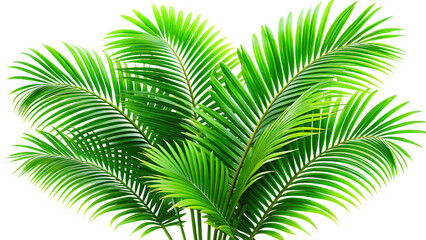 Obraz premium green-leaves-of-palm-tree Tropical evergreen plants, palm branches, isolated on white background 