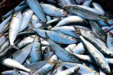 Various fresh fish, Seafood on ice at the fish market