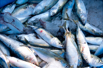 Various fresh fish, Seafood on ice at the fish market