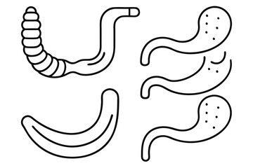 Esophagus human anatomy Line art
