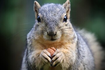 Western Squirrel, Eating a Nut