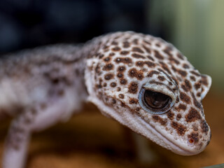 ヒョウモントカゲモドキ