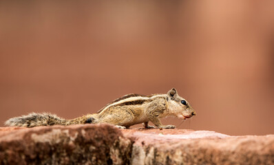Ground squirrels in the garden