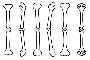 Femur Muscle Attachment Line art