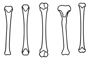 Femur Bone Structure Line art