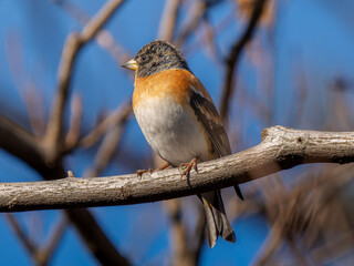 枝にとまるアトリ