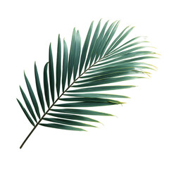 Fototapeta premium Lush Green Palm Frond, Tropical Leaf, Isolated on White Background