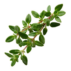 Fototapeta premium Fresh Thyme Sprig Culinary Herb, Aromatic Plant, Cooking Ingredient