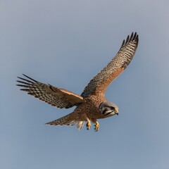 A kestrel hovering, pale gradient
