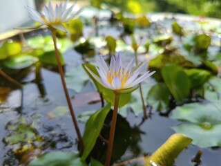 water lily in the pond
