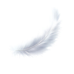 A fluffy white feather mid-fall with soft shadowing, elegance or spirituality concept, no background