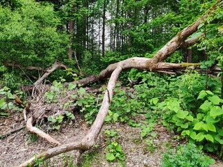 Gefallener Baum 