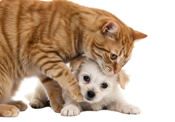 Adorable Cat and Puppy Playing Best Friend Goals on Transparent background