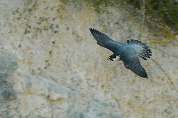 Wild peregrine falcon (Falco peregrinus), a noble bird of prey known as the fastest animal on the planet. A large, crow-sized falcon, it has a blue-grey back, barred white underparts and black head.