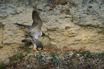 A pair of wild peregrine falcons (Falco peregrinus) on a chalk cliff. A rare glimpse into the...