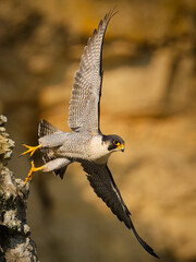 Wild peregrine falcon (Falco peregrinus), a noble bird of prey known as the fastest animal on the...