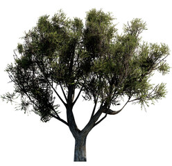 Tree without background, Transparent background