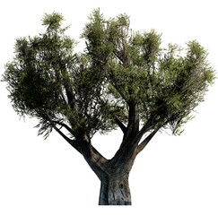 Tree without background, Transparent background