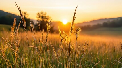 Fototapeta premium Warm golden sunrise shining brightly over a grassy field