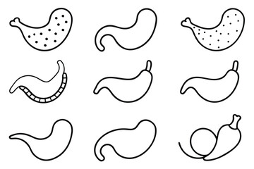 Gallbladder Anatomy Medical Line art