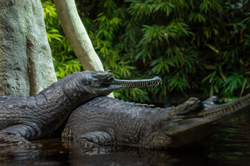 Close-up of two gharials (Gavialis gangeticus) with distinctive long snouts and textured skin resting near water in a lush, tropical setting. Prague, Czech Republic. 