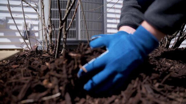Gardener grab mulch with the pine bark and feed the plants near the house. Seasonal works in the garden. Landscape design. Landscaping. 