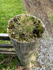 Nature reclaiming fence post with grass and moss