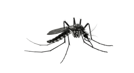 Close-up of a Mosquito, Isolated on Transparent Background