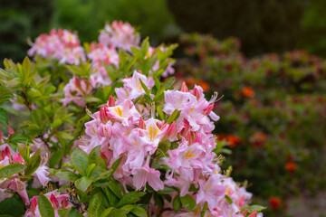 Blooming pink azaleas (Rhododendron) in full spring glory, surrounded by fresh green leaves and vibrant background flowers. Prague, Czech Republic. Seasonal, botanical, or garden-themed concept.