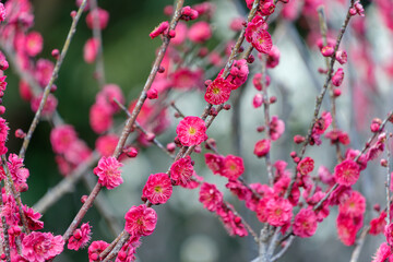 満開の紅梅の花が咲く枝