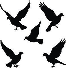 Obraz premium pigeon silhouette collection