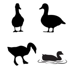 black and white duck silhouette image