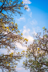 Beautiful blooming Yellow Golden Tabebuia Chrysotricha flowers of the Yellow Trumpet that are blooming with the park in spring day in the garden and sunset sky background in Thailand.