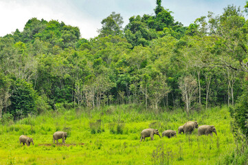Family of wild asian elephants in Khao Yai national park,Thailand