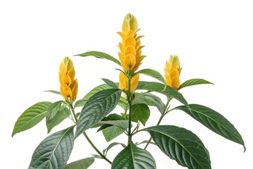 Isolated yellow flower with green leaf, a natural flora beauty on white
