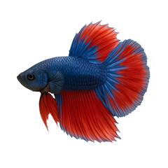 Fototapeta premium Vivid blue and red betta fish in motion