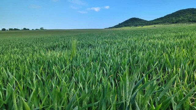 A field of green wheat sways, the stems of young sprouts moving in the wind, early spring.