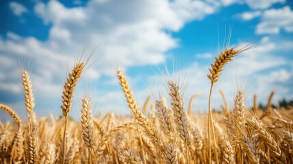 Fototapeta premium Golden Wheat Field Under a Summer Sky