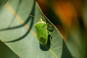 Macro image of a green shield bug sitting on a eucalyptus leaf in Cyprus. Bright sunlight and natural background.