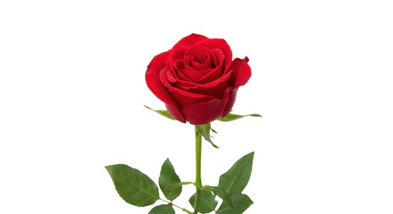 Vibrant Single Red Rose with Stem and Leaves Isolated on Transparent PNG Background
