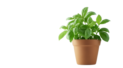 Indoor herb gardening basil plant in terracotta pot home decor minimalist style bright light natural growth