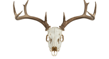 Deer Skull with Antlers, Isolated on a Transparent PNG Background