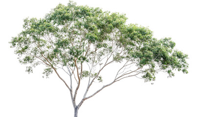 Obraz premium Majestic green tree natural habitat botanical photography close-up view serenity and growth