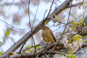 桜の枝にとまるジョウビタキの雌