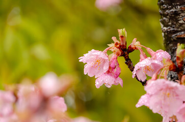 雨上がりの河津桜の美しい花びら