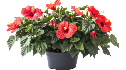 Vibrant red hibiscus flowers in a pot indoor garden plant arrangement bright atmosphere close-up beauty and nature