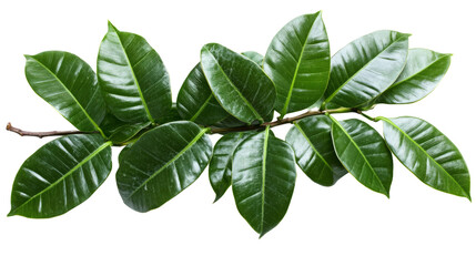 Fototapeta premium Leafy green branch natural habitat botanical close-up lush environment top-down view plant life